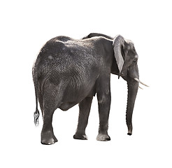 Image showing African Elephant 