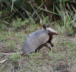 Image showing Armadillo