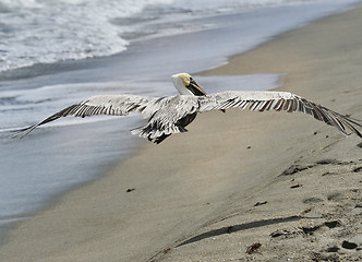Image showing Brown Pelican
