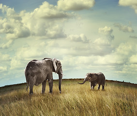 Image showing African Elephants