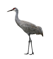 Image showing Sandhill Crane Bird