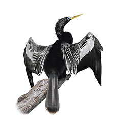 Image showing Anhinga (Anhinga Anhinga) Bird