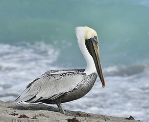 Image showing Brown Pelican 