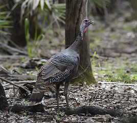 Image showing Wild Turkey 