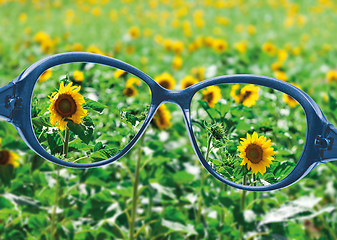 Image showing View from reading eyeglasses on beautiful nature view