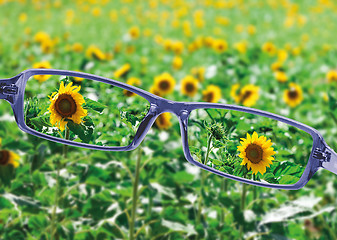 Image showing View from reading eyeglasses on beautiful nature view