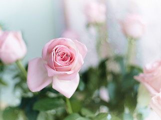 Image showing Beautiful pink roses