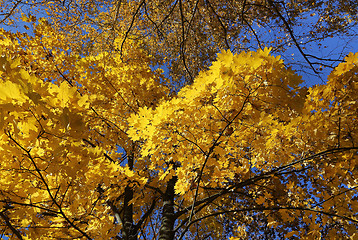 Image showing Beautiful autumn trees