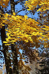 Image showing Beautiful autumn trees