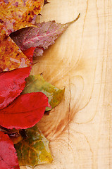 Image showing Autumn Leafs