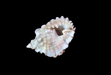 Image showing Sea shell