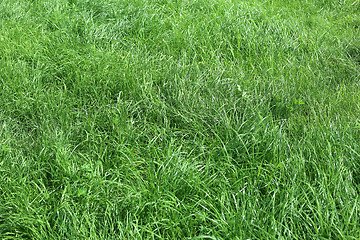 Image showing Green grass nature background