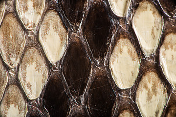 Image showing Texture of genuine snakeskin