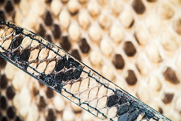 Image showing Texture of genuine snakeskin