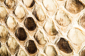 Image showing Texture of genuine snakeskin