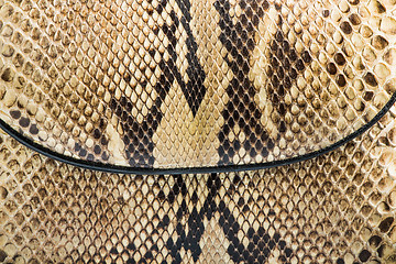 Image showing Texture of genuine snakeskin