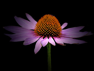 Image showing coneflower, Echinacea purpurea