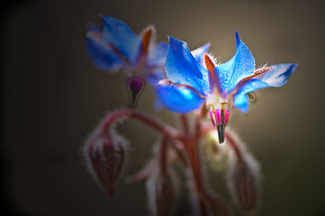 Image showing Borage, spice and medicine