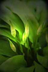 Image showing flower of wild garlic