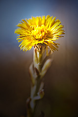 Image showing Huflattich, Tussilago farfara