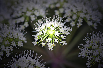 Image showing Angelica sylvestris, medicinal plant