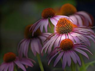 Image showing coneflower, Echinacea purpurea