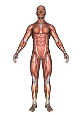 Image showing Male Anatomy Figure