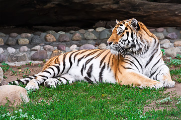 Image showing Tiger