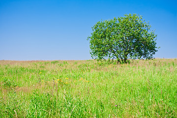 Image showing Tree and field