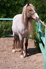 Image showing Horse