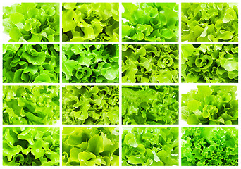 Image showing Lettuce