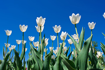 Image showing Tulip flowers