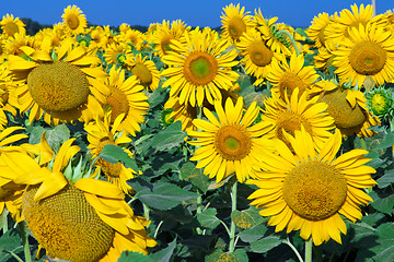 Image showing Sunflowers