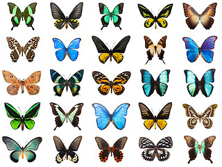 Image showing Tropical butterflies