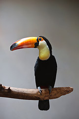 Image showing Toucan