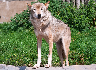 Image showing Wolf