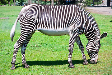 Image showing Zebra