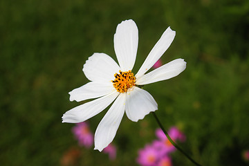 Image showing Aster Flower