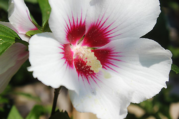 Image showing Rose of sharon flower