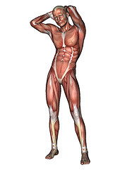 Image showing Male Anatomy Figure