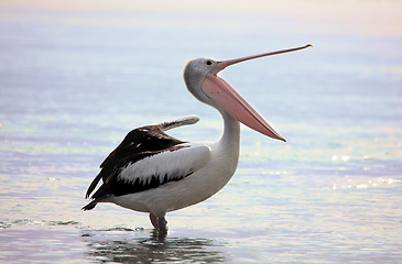 Image showing Australian Pelican  Pelecanus conspicillatus