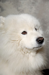 Image showing Face of sad samoyed dog