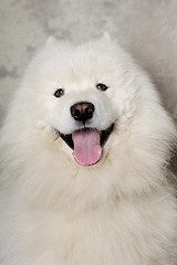 Image showing Face of happy samoyed dog