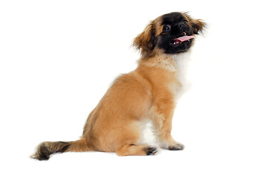 Image showing Puppy dog sitting on white background