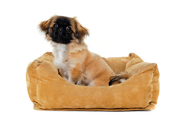 Image showing Puppy in dog bed