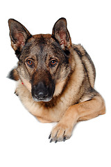 Image showing German shepherd dog on white background