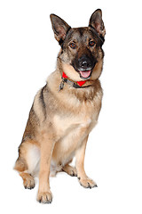 Image showing German shepherd dog on white background