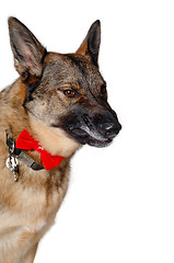 Image showing Angry german shepherd dog