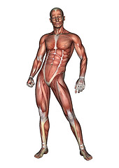 Image showing Male Anatomy Figure