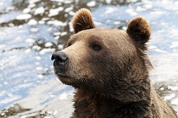 Image showing Brown bear